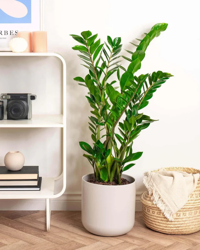 ZZ Plant: A Comprehensive Guide to Thriving with Zamioculcas Zamiifolia