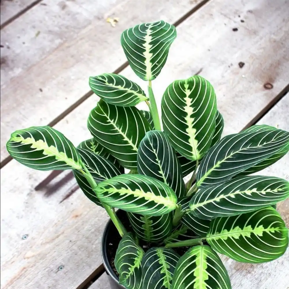 Prayer Plant: An In-Depth Guide to Maranta leuconeura