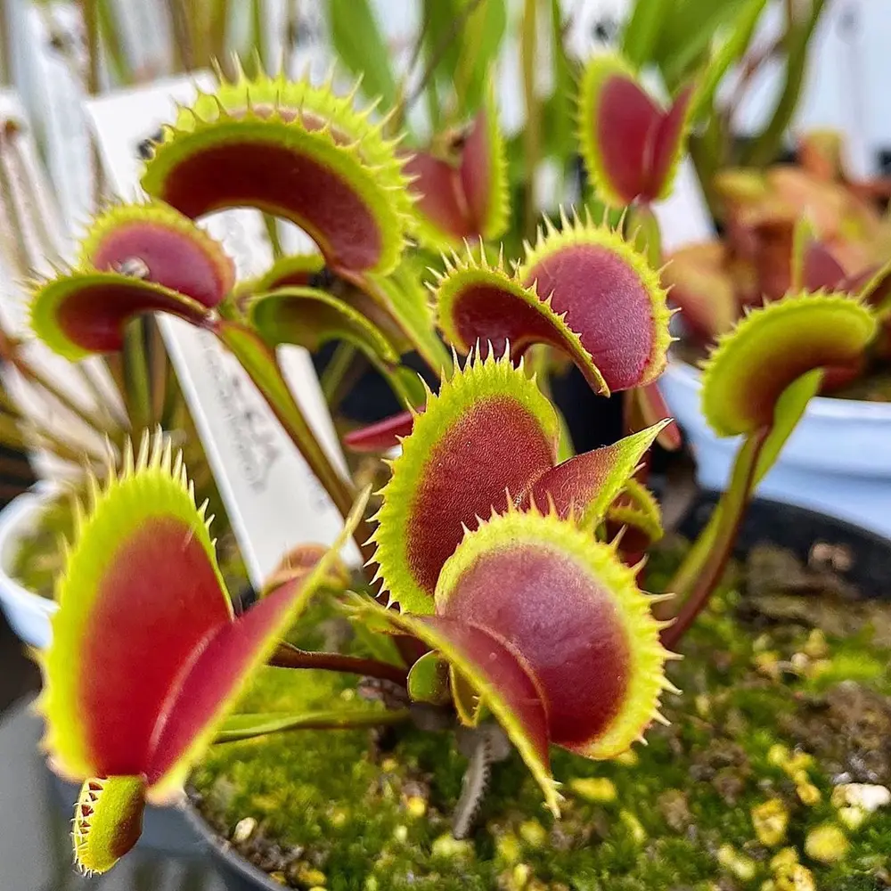 Venus Flytrap: A Comprehensive Guide to Care and Cultivation