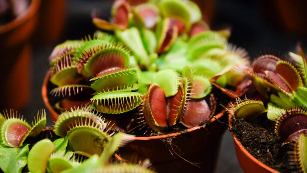 Venus Flytrap: A Comprehensive Guide to Care and Cultivation