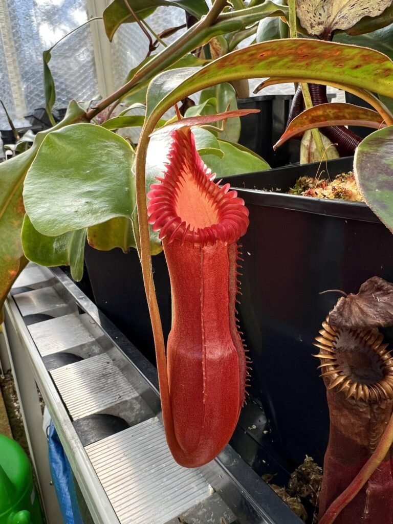 Monkey Cup: A Detailed Guide to Growing and Caring for Nepenthes