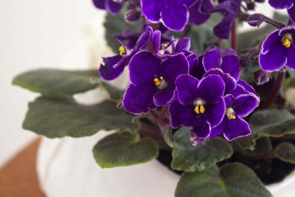 Nurturing the Delicate Beauty of African Violets: Strategies for Growth and Bloom