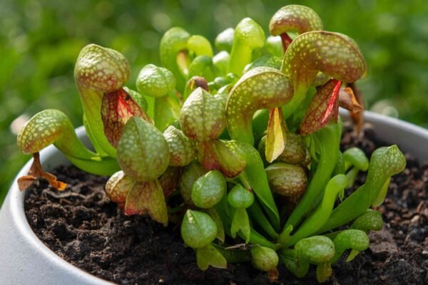 Cobra Lily: A Detailed Guide to Cultivating and Caring for Darlingtonia californica