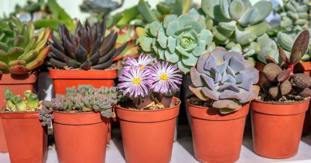 Succulents: The Ultimate Guide to Cultivating Low-Maintenance Wonders