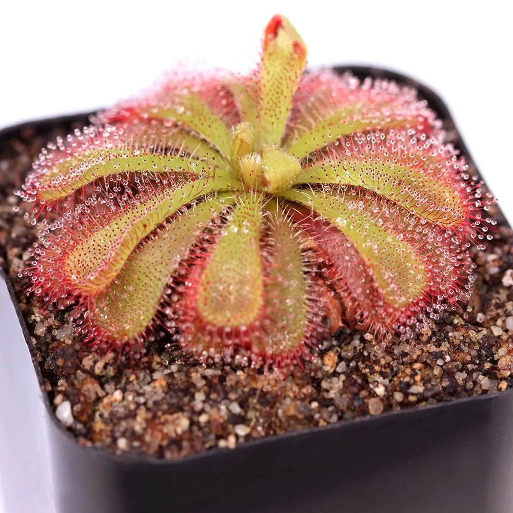 Australian Sundew: A Comprehensive Guide to Growing and Caring for Drosera