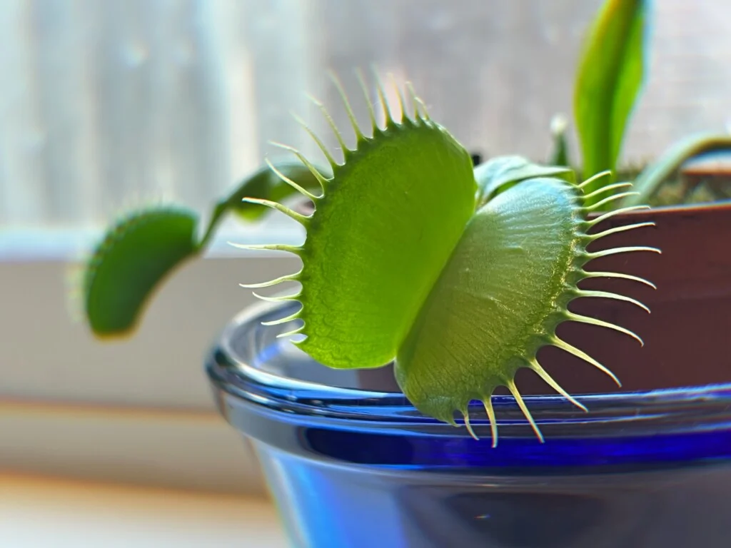 Venus Flytrap: A Comprehensive Guide to Care and Cultivation