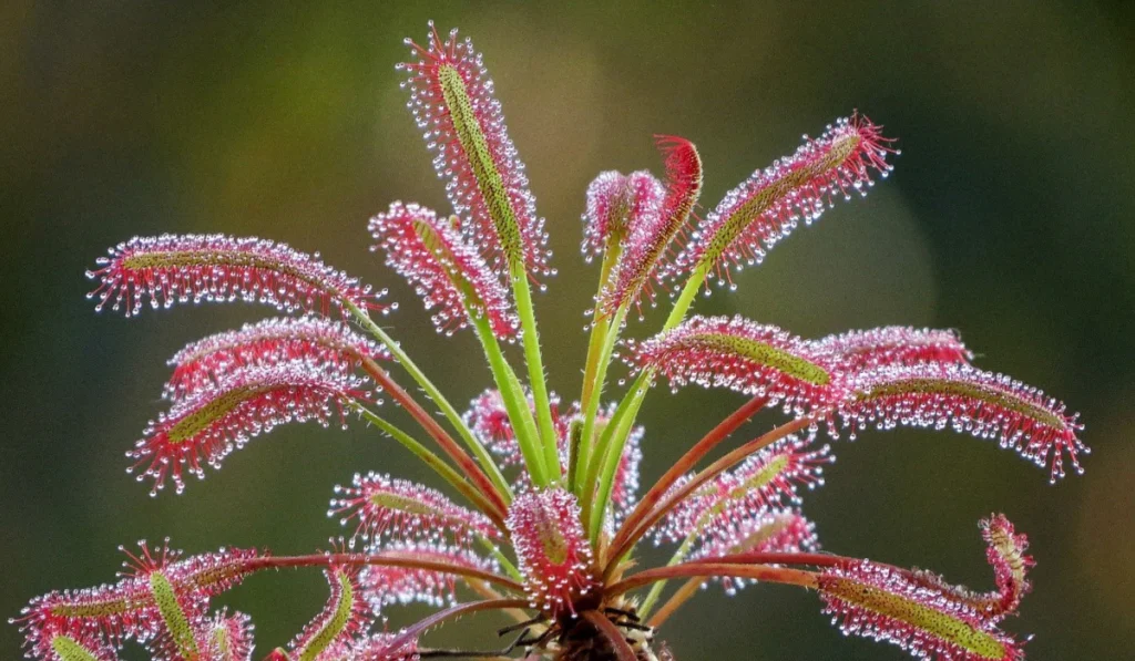 Australian Sundew: A Comprehensive Guide to Growing and Caring for Drosera