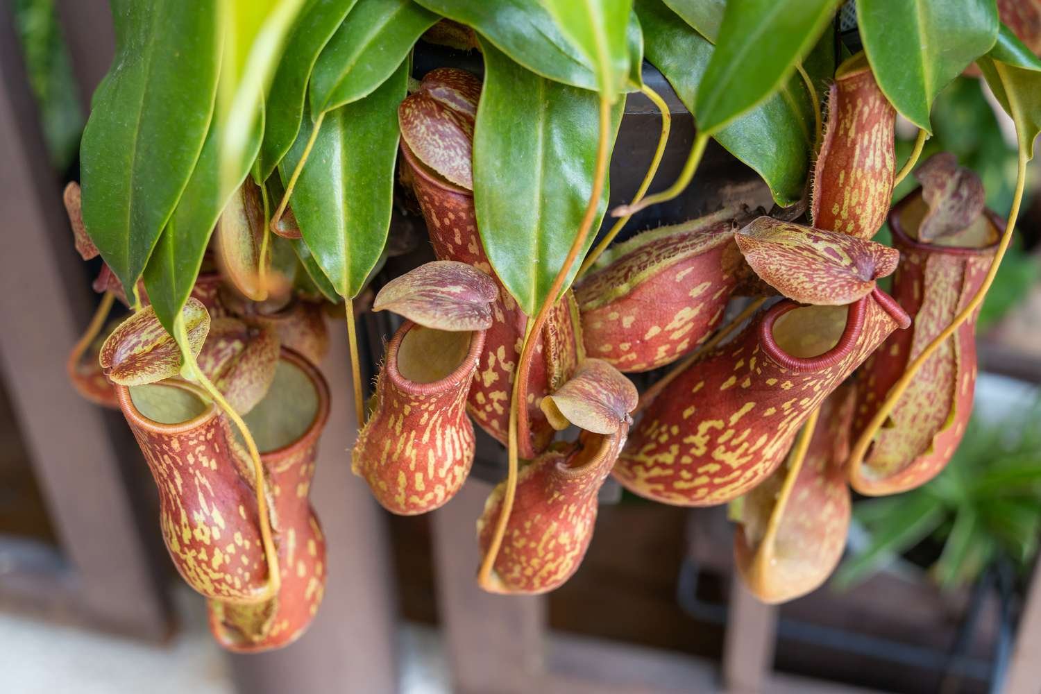 Cultivating the Enigmatic Pitcher Plant: Insights into Care, Propagation, and Ecological Impact