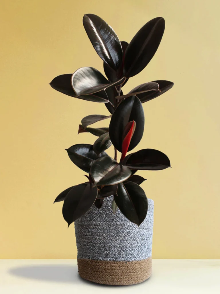 The Timeless Appeal of the Rubber Plant: Beauty Meets Functionality