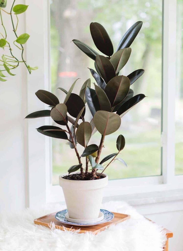 The Timeless Appeal of the Rubber Plant: Beauty Meets Functionality