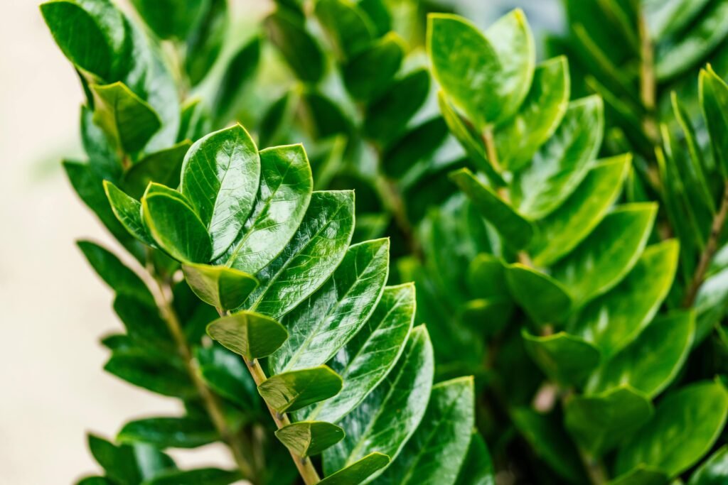 ZZ Plant: A Comprehensive Guide to Thriving with Zamioculcas Zamiifolia