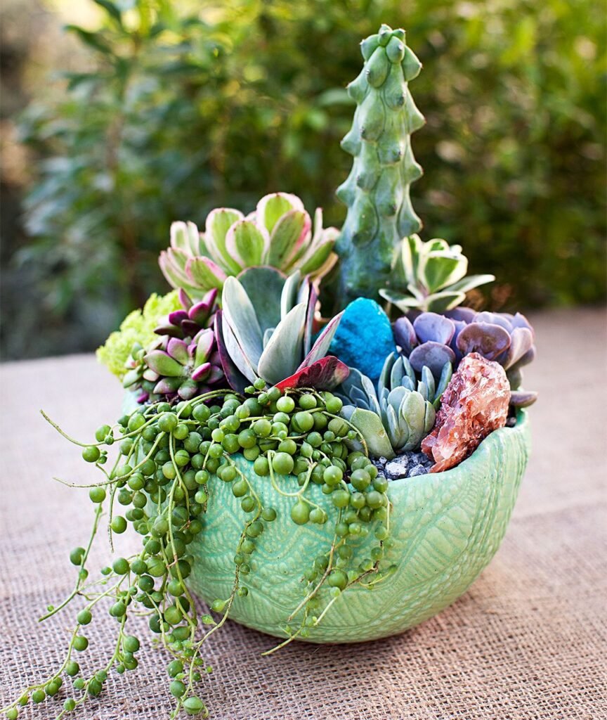 Succulents: The Ultimate Guide to Cultivating Low-Maintenance Wonders