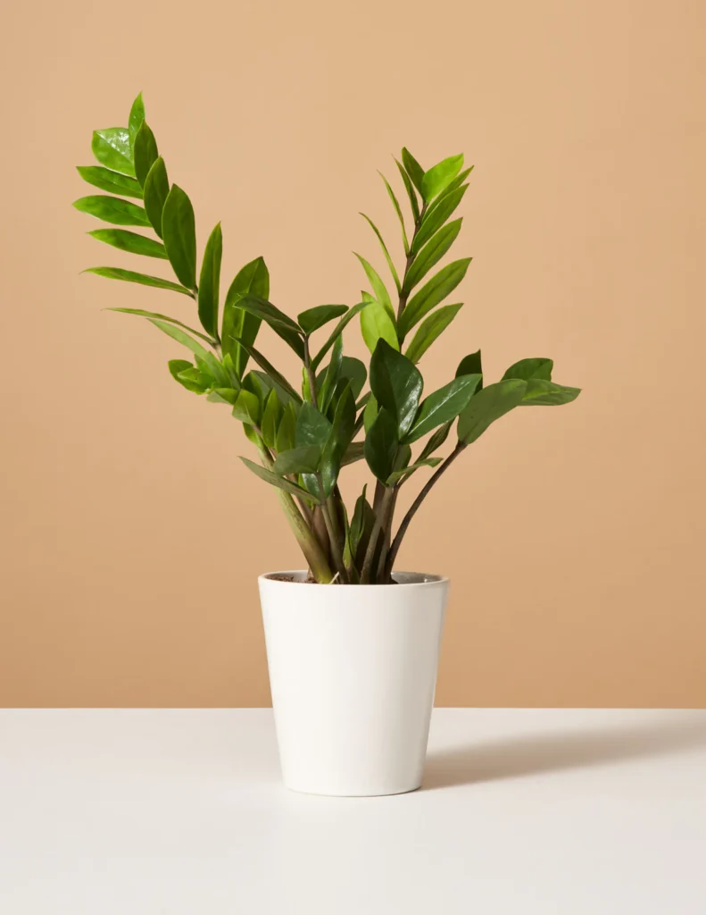 ZZ Plant: A Comprehensive Guide to Thriving with Zamioculcas Zamiifolia