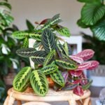 Prayer Plant: An In-Depth Guide to Maranta leuconeura