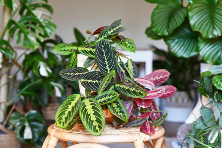 Prayer Plant: An In-Depth Guide to Maranta leuconeura