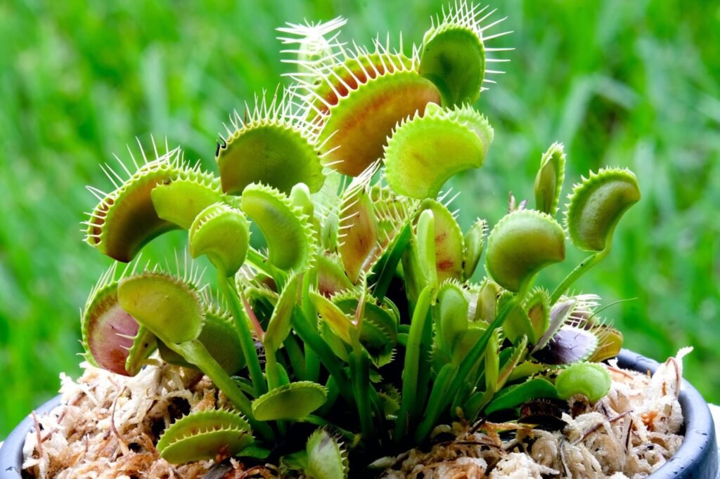 Venus Flytrap: A Comprehensive Guide to Care and Cultivation