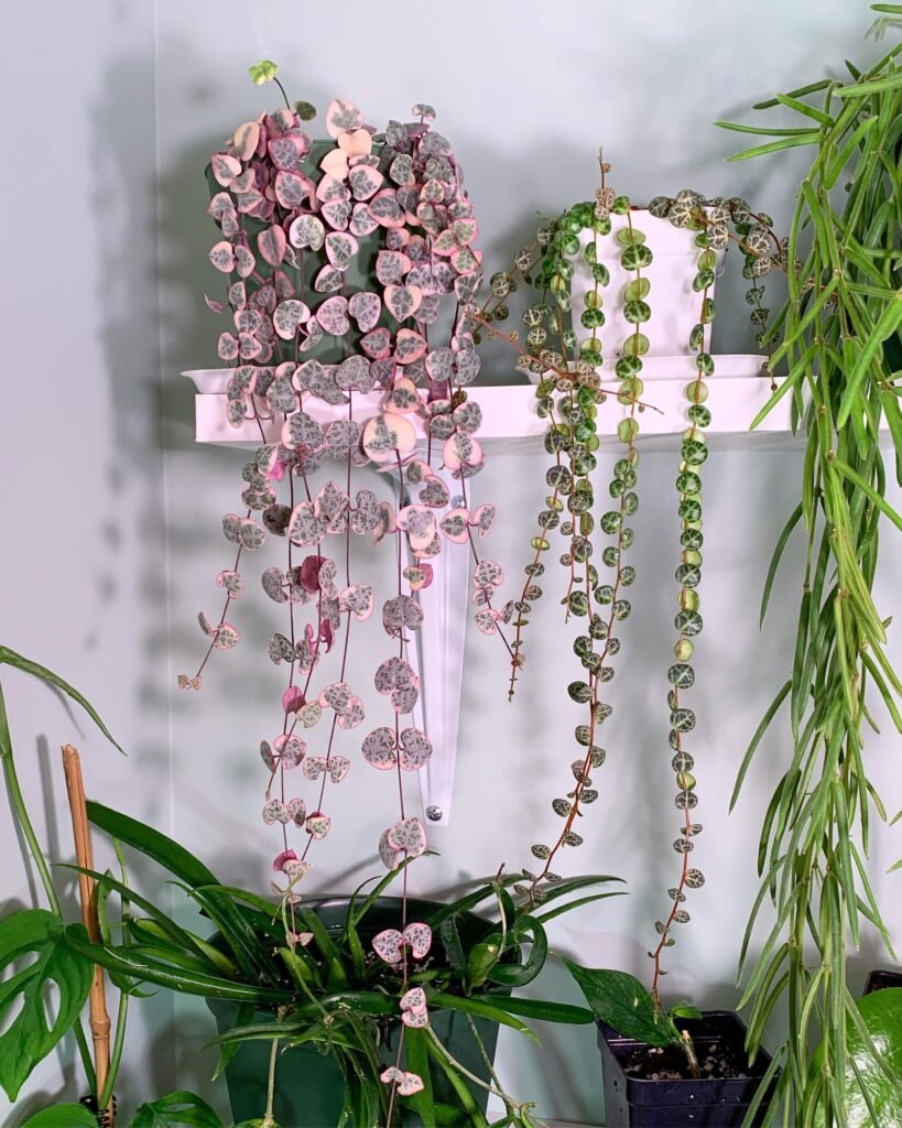 Discovering the Elegance of String of Hearts: Comprehensive Care, Propagation, and Decorating Tips