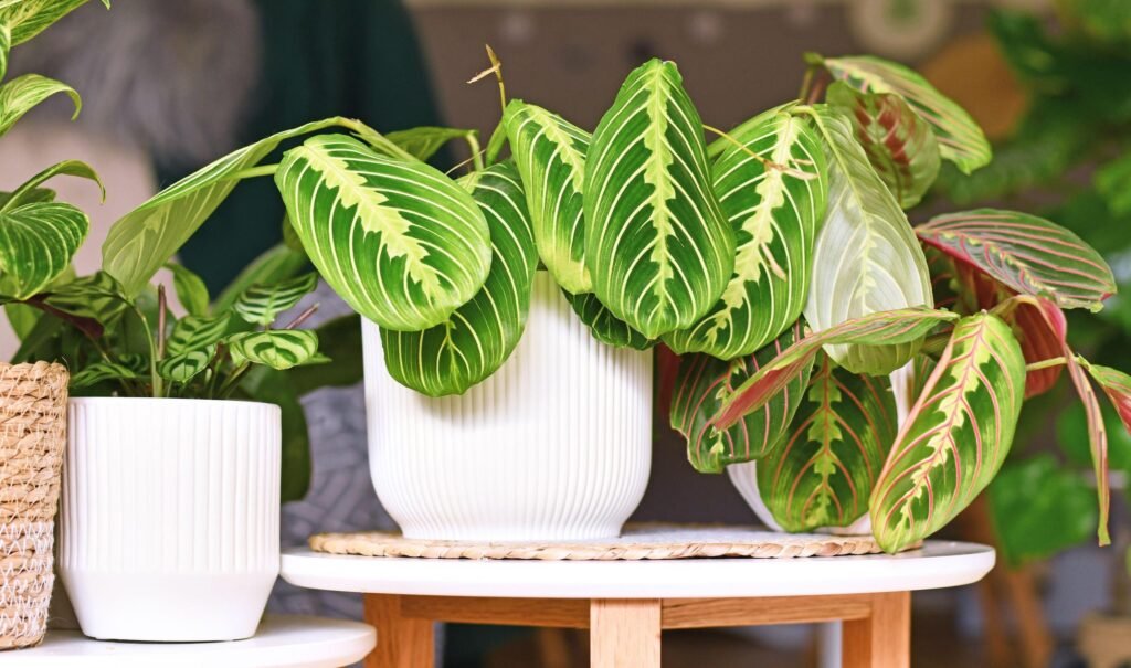 Prayer Plant: An In-Depth Guide to Maranta leuconeura