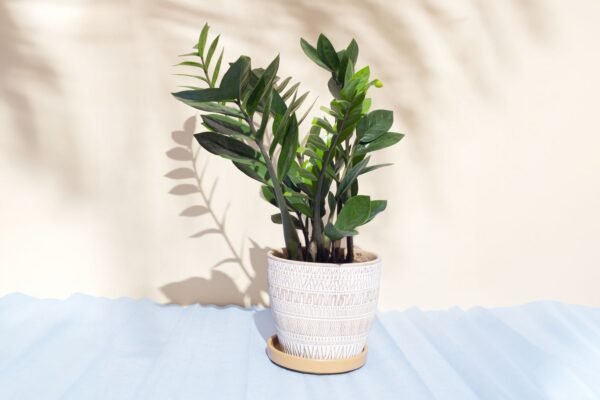 ZZ Plant: A Comprehensive Guide to Thriving with Zamioculcas Zamiifolia