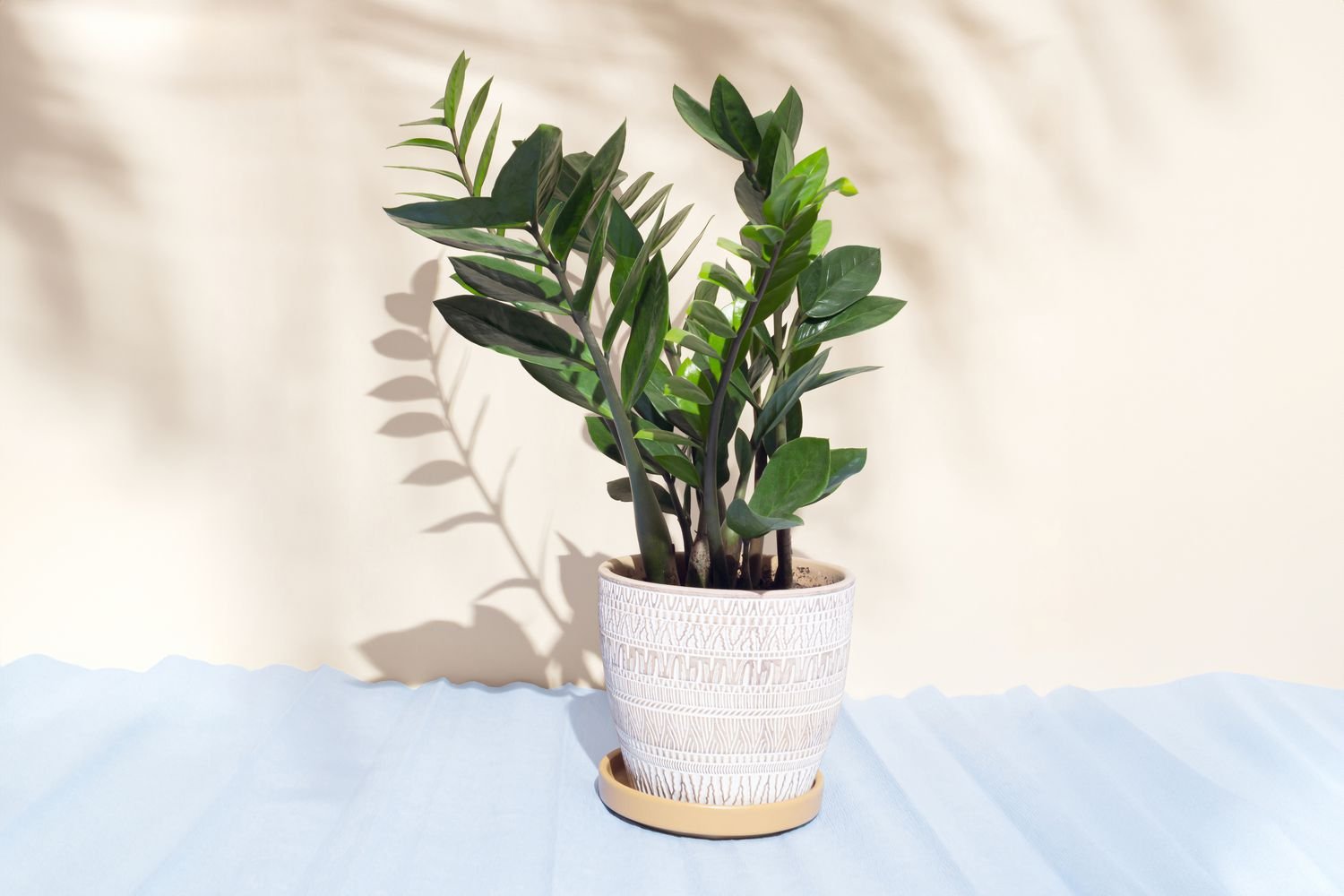 ZZ Plant: A Comprehensive Guide to Thriving with Zamioculcas Zamiifolia